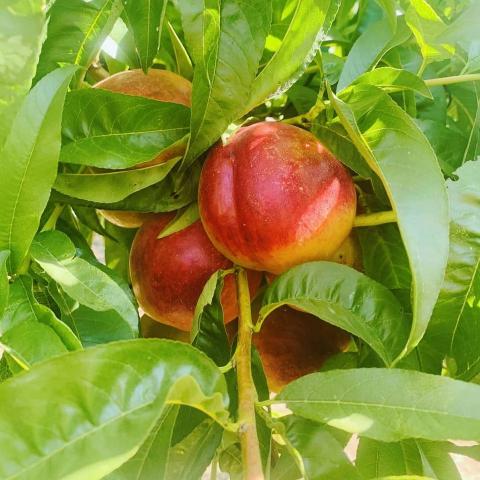 Купить фермерское хозяйство в Болгарии и начать бизнес