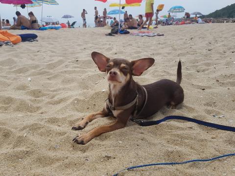 Какое жилье в Болгарии выбрать для проживания c домашними животными