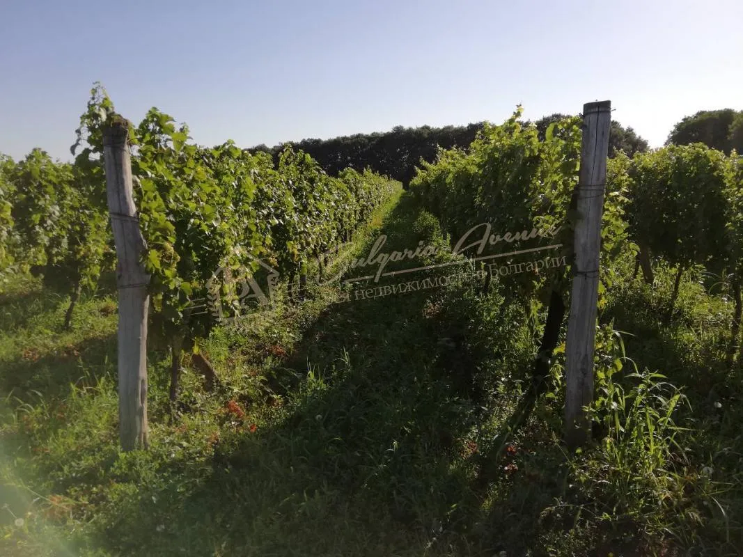 Виноградные плантации в отличном состоянии в обл.Добрич