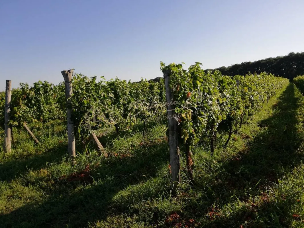 Виноградные плантации в отличном состоянии в обл.Добрич