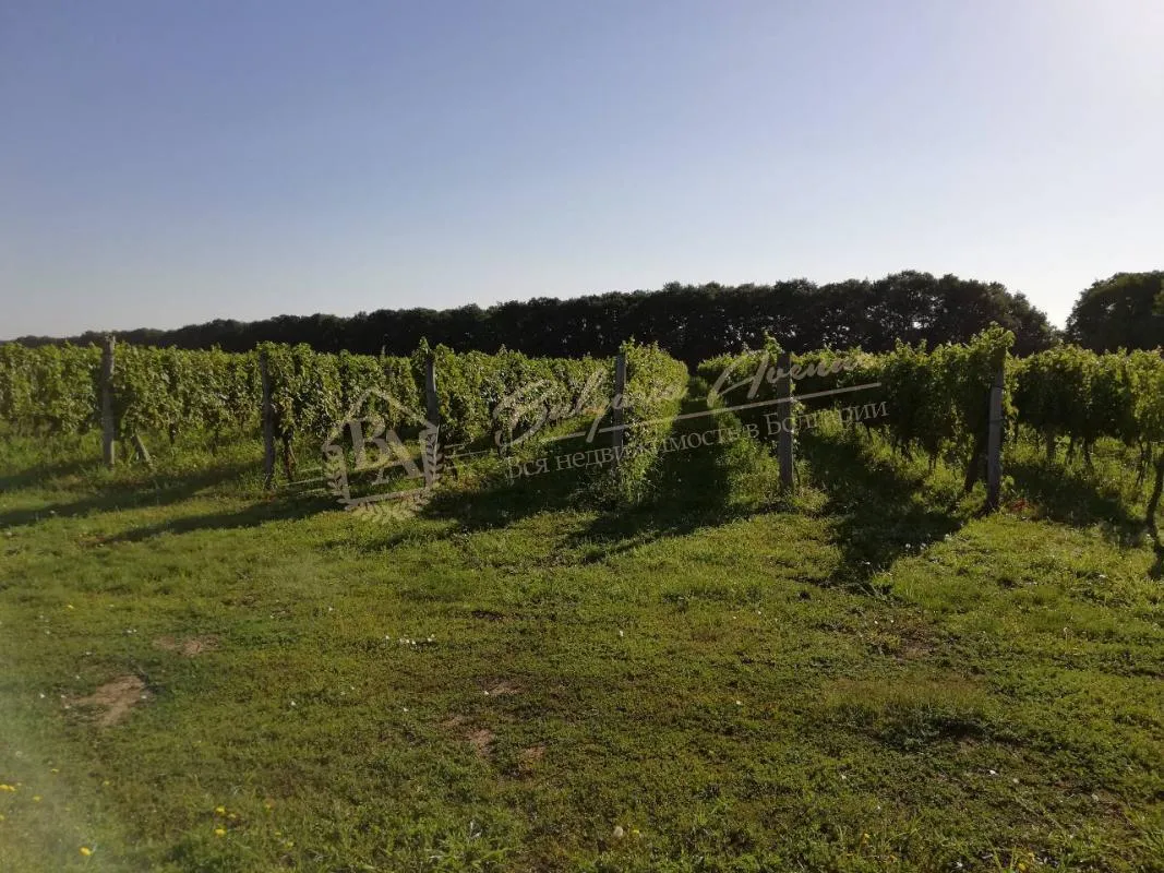 Виноградные плантации в отличном состоянии в обл.Добрич