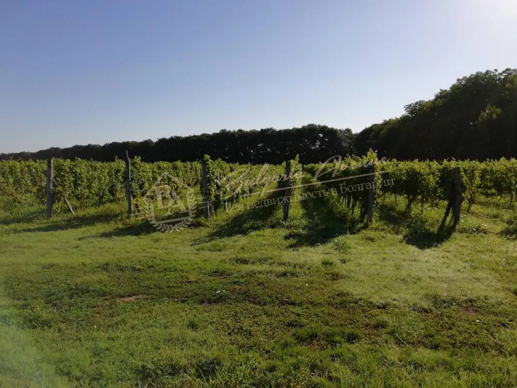 Виноградные плантации в отличном состоянии в обл.Добрич